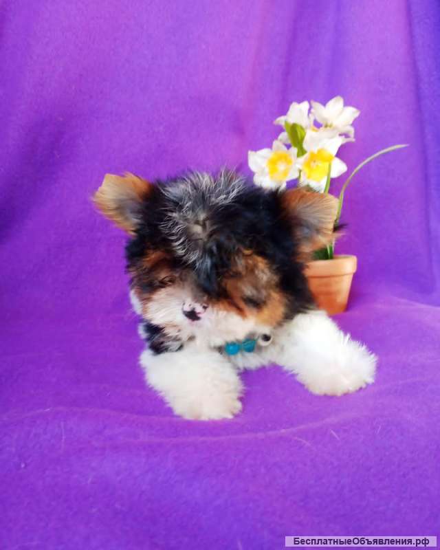 Малыш бивер йорка