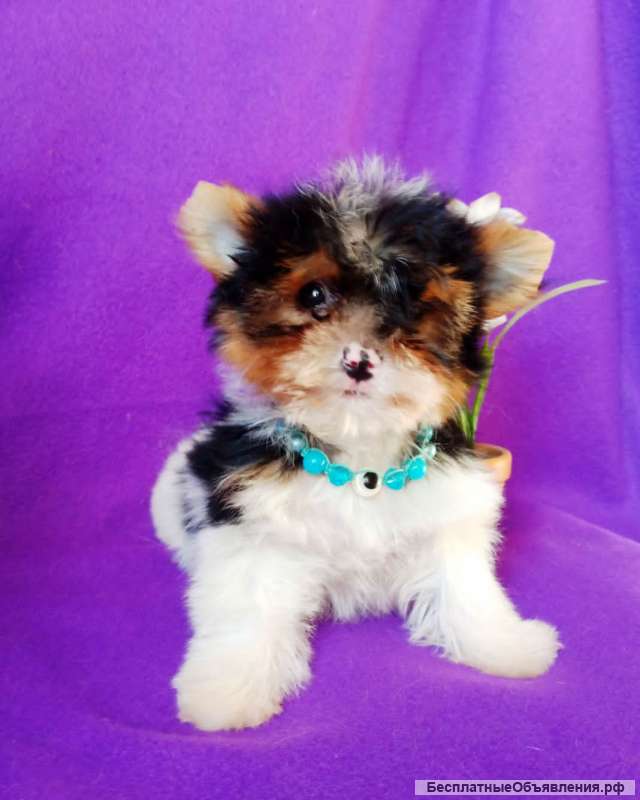 Малыш бивер йорка