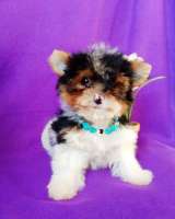 Малыш бивер йорка