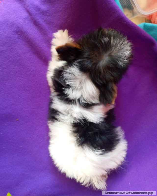 Малыш бивер йорка