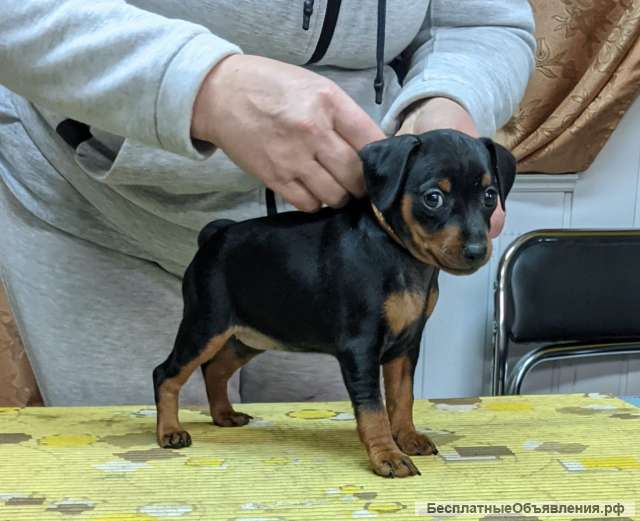 Щенки цвергпинчера