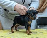 Щенки цвергпинчера