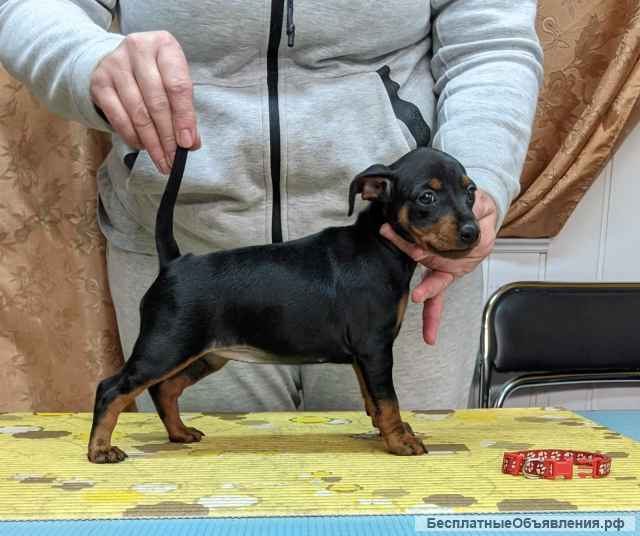 Щенки цвергпинчера