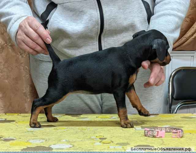 Щенки цвергпинчера