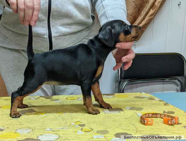 Щенки цвергпинчера