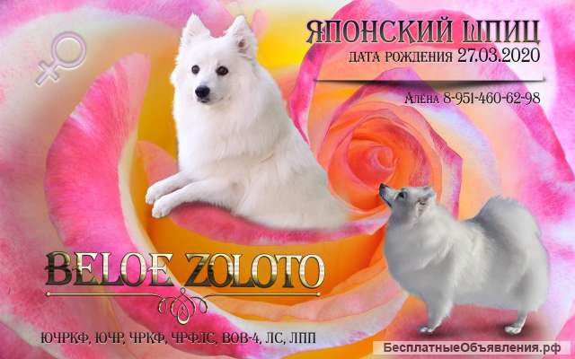 Щенки Японского шпица