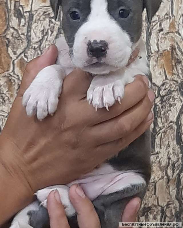 Щенки стаффордширского терьера