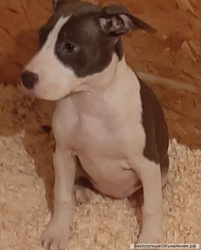 Щенки стаффордширского терьера