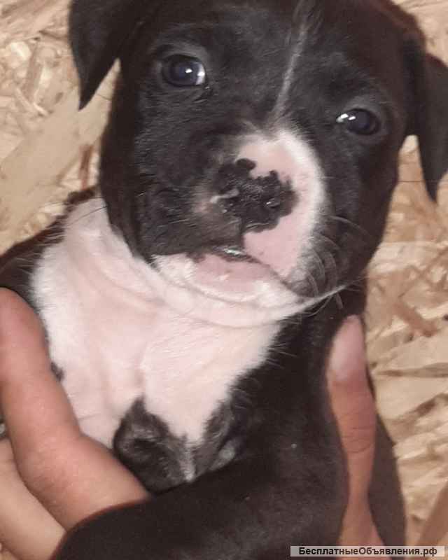 Щенки стаффордширского терьера