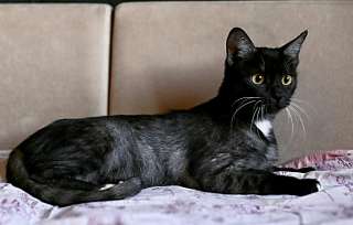 Черная кошка Ада в добрые руки