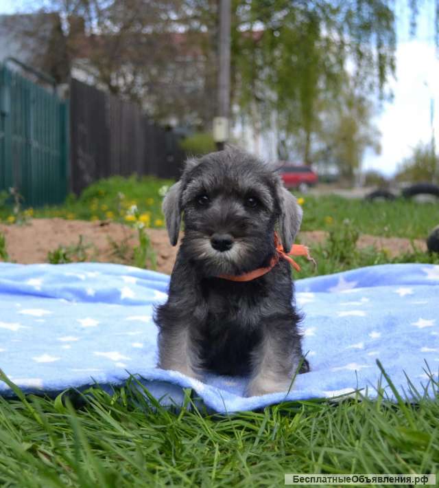 Породистые щенки Цвергшнауцера из питомника