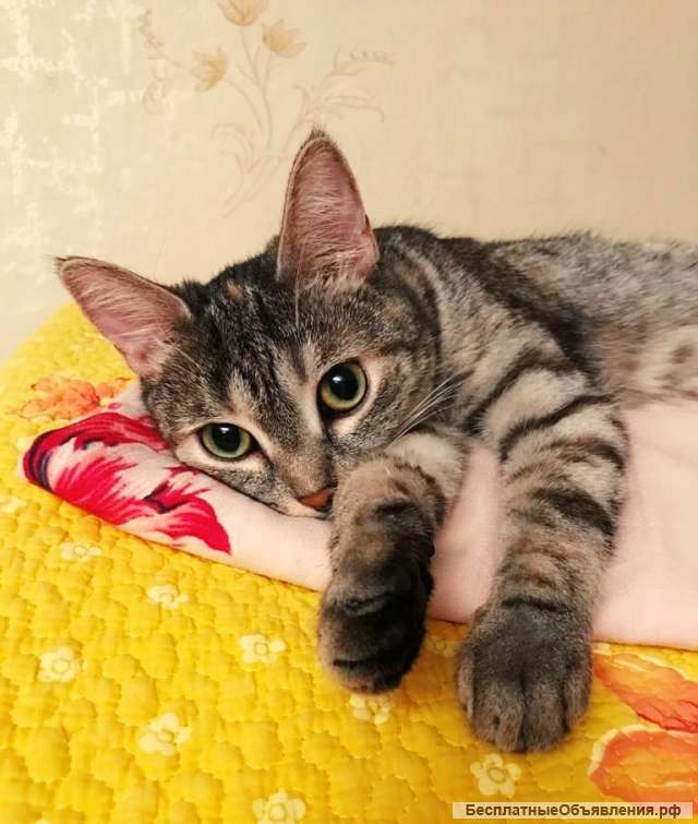Кошечка Мася очень грустит без хозяина