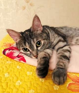 Кошечка Мася очень грустит без хозяина