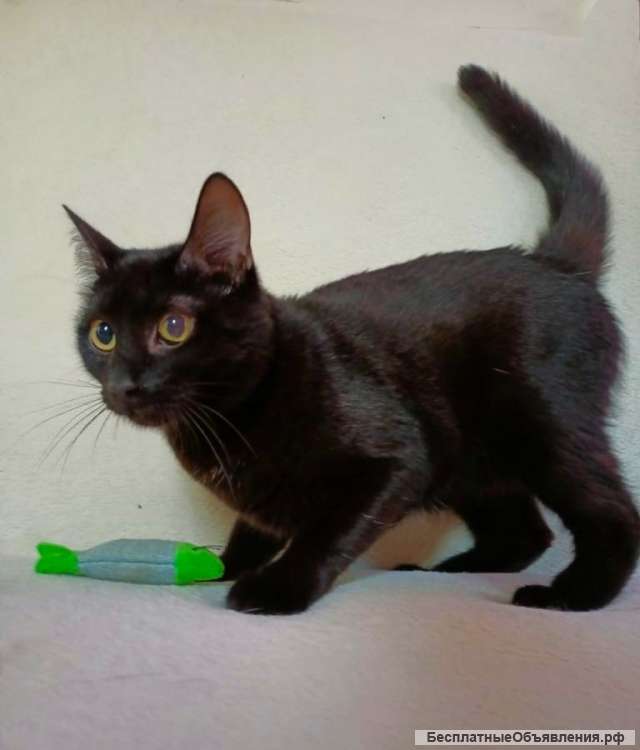 Котик Пират мечтает о доме