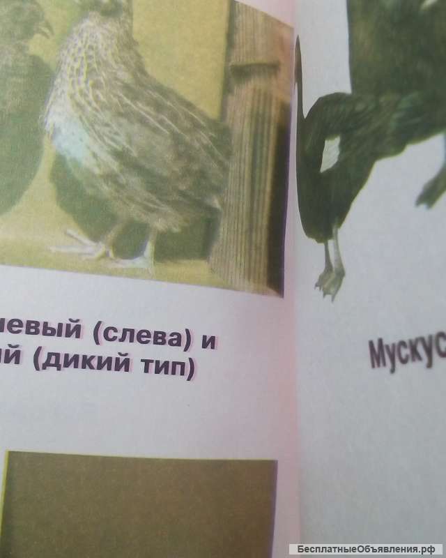 Приусадебное хозяйство