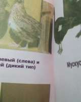 Приусадебное хозяйство