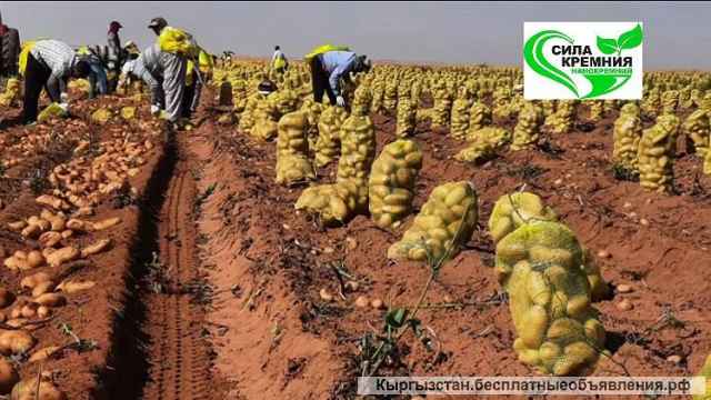 СИЛА КРЕМНИЯ - Бренд 1 среди удобрений на основе кремния