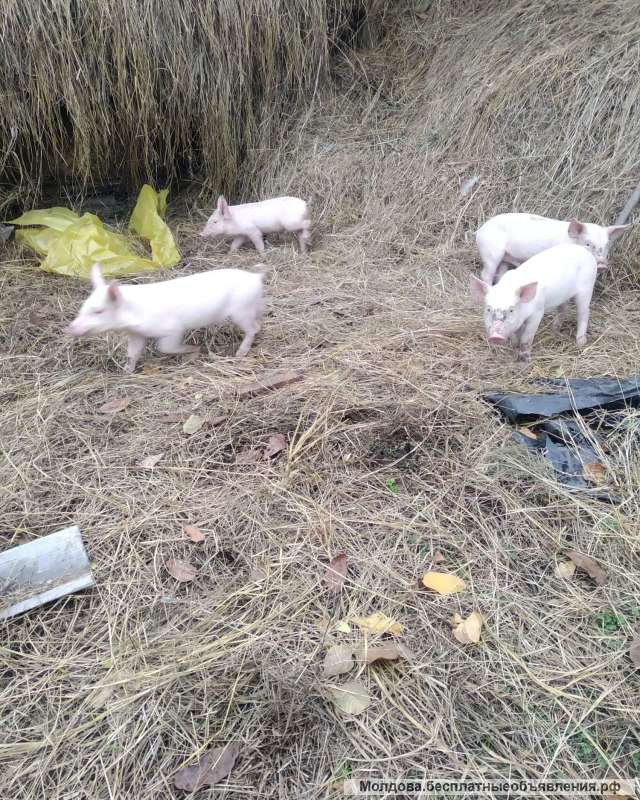 Поросята