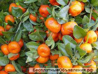 Мандарины оптом из Абхазии, любой из этих