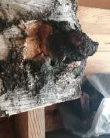 Чага (березовый гриб)