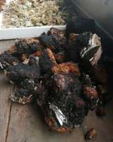 Чага (березовый гриб)