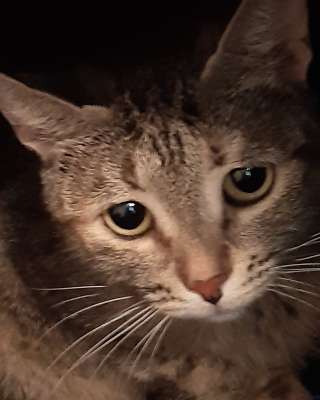 Замечательная молодая кошечка ищет добрых заботливых хозяев