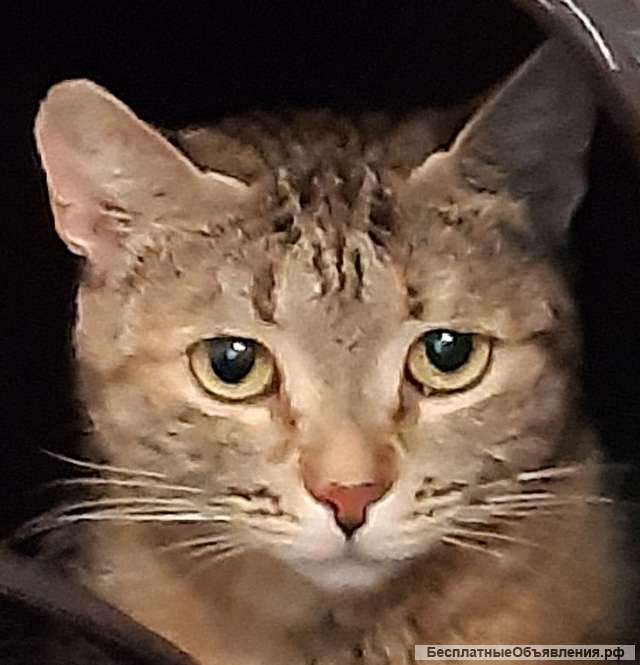 Замечательная молодая кошечка ищет добрых заботливых хозяев