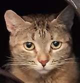 Замечательная молодая кошечка ищет добрых заботливых хозяев