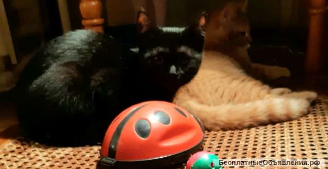 Котята подростки в дар добрым людям