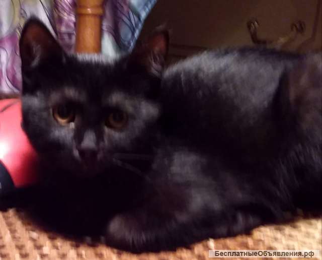 Котята подростки в дар добрым людям