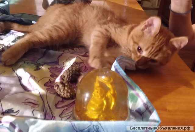 Котята подростки в дар добрым людям