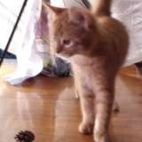 Котята подростки в дар добрым людям