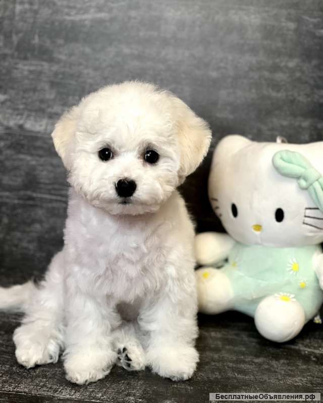 Щенки Бишон Фризе (открыта бронь)