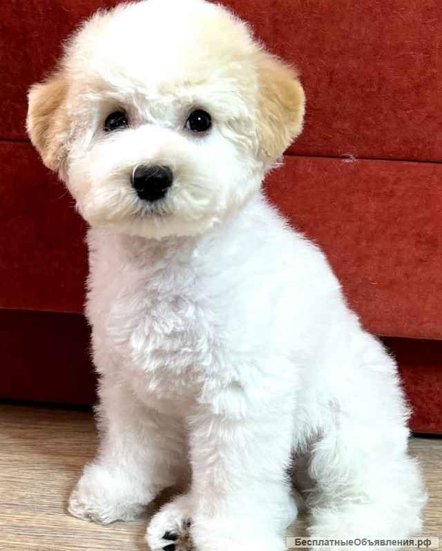 Щенки Бишон Фризе (открыта бронь)