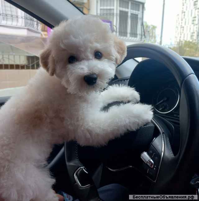 Щенки Бишон Фризе (открыта бронь)