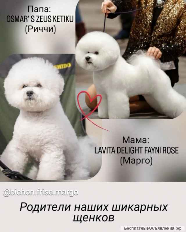Щенки Бишон Фризе (открыта бронь)