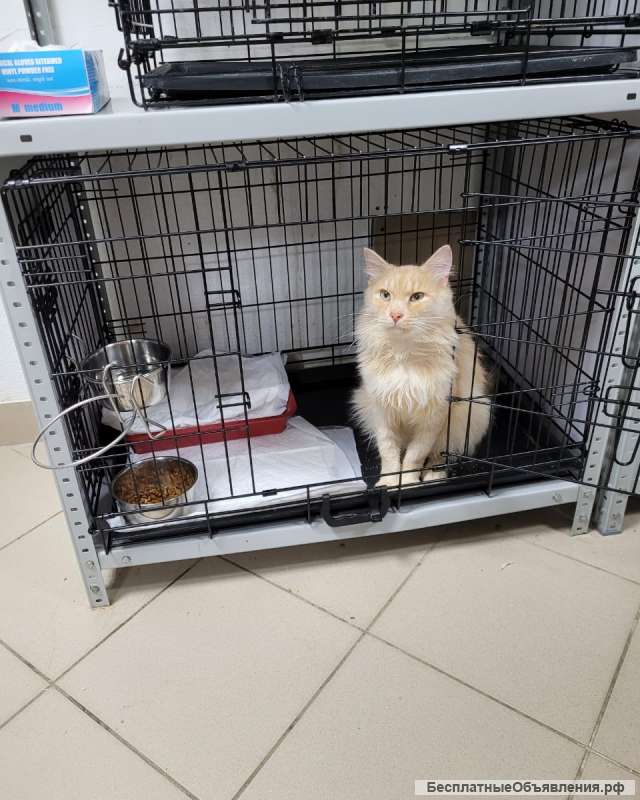 Кот ищет доброго, заботливого хозяина или хозяйку