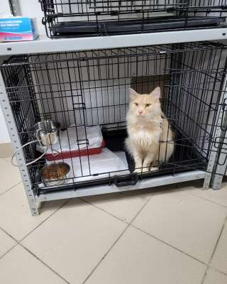 Кот ищет доброго, заботливого хозяина или хозяйку