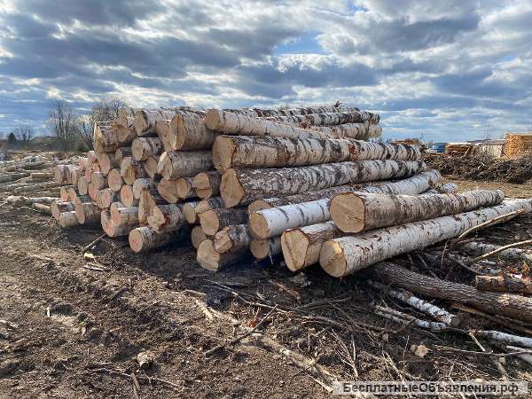 Доска обрезная, сортименты березы