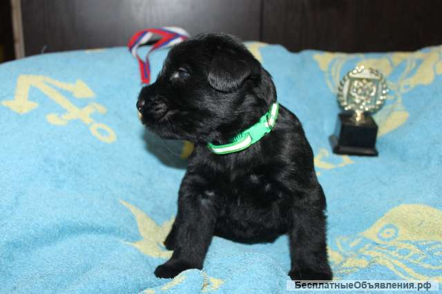 Ризеншнауцер щенки