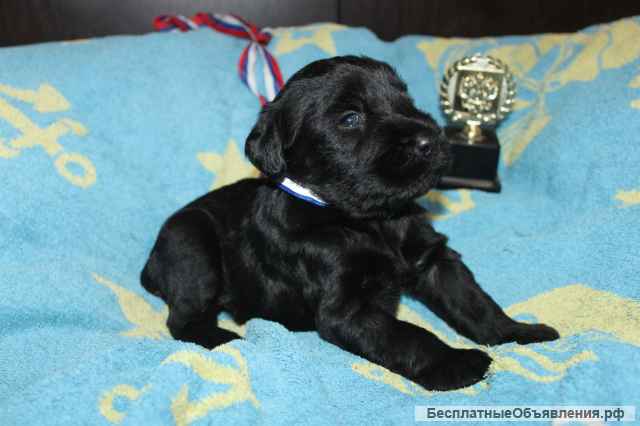 Ризеншнауцер щенки