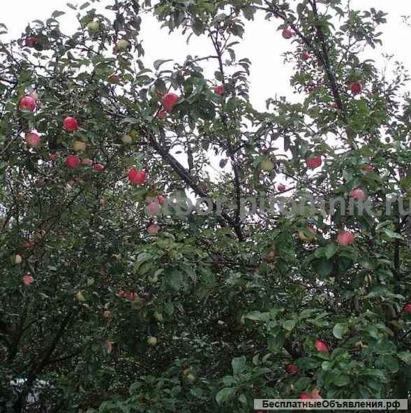Крупномеры яблонь, саженцы яблони и плодовых деревьев в Москве и Подмосковье из питомника