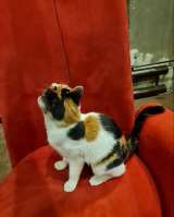 Трёхцветная кошка Леночка в добрые руки