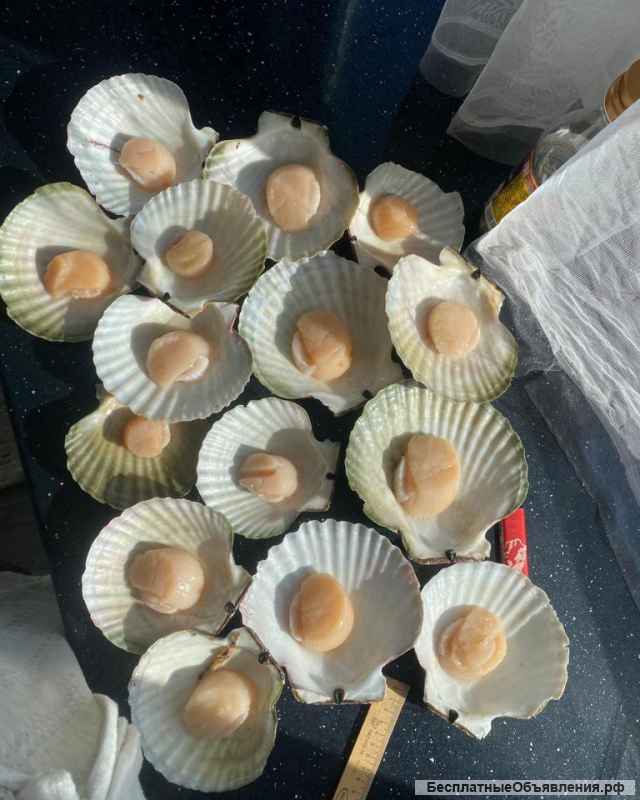 Гребешок приморский свежемороженый