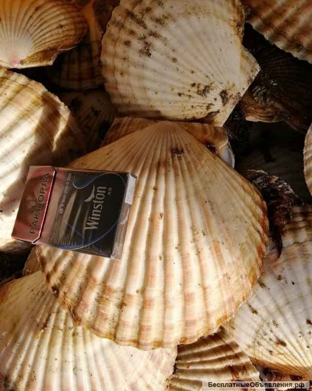 Гребешок приморский свежемороженый