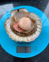 Гребешок приморский свежемороженый