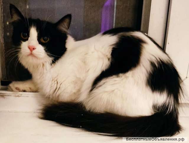 Джерри в поисках семьи