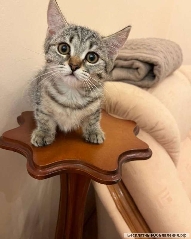 Чудеснейший котенок-девочка в добрые руки
