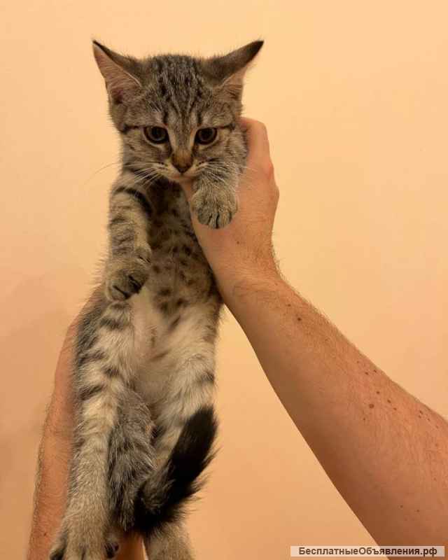 Чудеснейший котенок-девочка в добрые руки