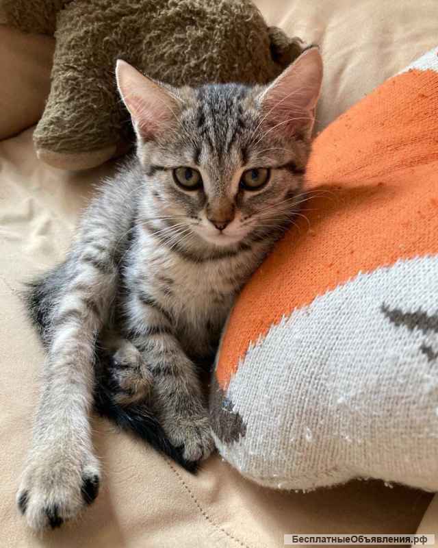 Чудеснейший котенок-девочка в добрые руки